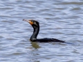 Double-crested Cormorant - Paris Landing State Park, Henry County, March 28, 2021
