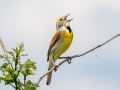Dickcissel - Tennessee NWR - Duck River Unit - Goose Lake Loop, Humphreys County, May 22, 2021
