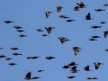 Red-winged Blackbirds and Brown-headed Cowbirds -  Kentucky Lake-Swayne Point (Swamp Creek Rd. Access), Henry County, Nov 6, 2021