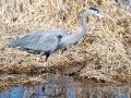 Great Blue Heron - Liberty Park & Marina, Montgomery County, February 23, 2021