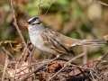 White-crowned Sparrow -  US-TN-Springville (Duck Unit) Henry County, Nov 6, 2021