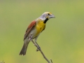Dickcissel - Tennessee NWR - Duck River Unit - Goose Lake Loop, Humphreys County, May 22, 2021
