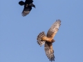 Northern Harrier with American Crow - US-TN Springville (Duck Unit) Henry County, Nov 6, 2021