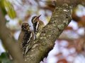 Yellow-bellied Sapsuckers - Lake Barkley