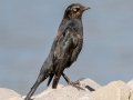 Rusty Blackbird  (male) - Dunbar Cave SP, Montgomery County, February 22, 2021