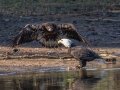 Bald Eagles - Cross Creeks NWR--Headquarters, Stewart County, Nov 7, 2021