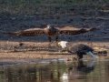 Bald Eagles - Cross Creeks NWR--Headquarters, Stewart County, Nov 7, 2021