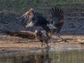 Bald Eagles - Cross Creeks NWR--Headquarters, Stewart County, Nov 7, 2021
