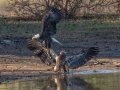 Bald Eagles - Cross Creeks NWR--Headquarters, Stewart County, Nov 7, 2021