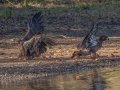 Bald Eagles - Cross Creeks NWR--Headquarters, Stewart County, Nov 7, 2021
