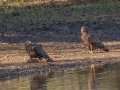 Bald Eagles - Cross Creeks NWR--Headquarters, Stewart County, Nov 7, 2021