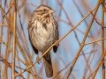Song Sparrow - Liberty Park & Marina, Montgomery County, February 23, 2021