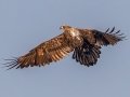 Bald Eagle - Cross Creeks NWR--Headquarters, Stewart County, Nov 7, 2021