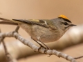 Golden-crowned Kinglet - Dunbar Cave SP, Montgomery County, February 24, 2021