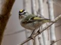 Golden-crowned Kinglet - Dunbar Cave SP, Montgomery County, February 24, 2021