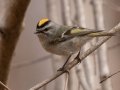 Golden-crowned Kinglet - Dunbar Cave SP, Montgomery County, February 24, 2021