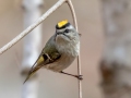 Golden-crowned Kinglet - Dunbar Cave SP, Montgomery County, February 24, 2021