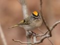 Golden-crowned Kinglet - Dunbar Cave SP, Montgomery County, February 24, 2021