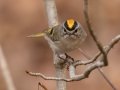 Golden-crowned Kinglet - Dunbar Cave SP, Montgomery County, February 24, 2021