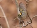 Golden-crowned Kinglet - Dunbar Cave SP, Montgomery County, February 24, 2021