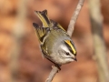 Golden-crowned Kinglet - Bumpus Mills and River Rd, Stewart County, February 7, 2021
