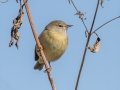 Orange-crowned Warbler - Cross Creeks WMA - Pool 2, Stewart County, Nov 7, 2021
