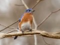 Eastern Bluebird - Dunbar Cave SP, Montgomery County, February 24, 2021
