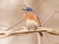 Eastern Bluebird - Dunbar Cave SP, Montgomery County, February 24, 2021