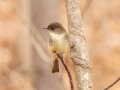 Eastern Phoebe - Dunbar Cave SP, Montgomery County, February 24, 2021