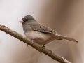 Dark-eyed Junco (Slate-colored) - Dunbar Cave SP, Montgomery County, February 24, 2021
