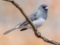 Dark-eyed Junco (Slate-colored) - Dunbar Cave SP, Montgomery County, February 24, 2021