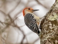 Red-bellied Woodpecker - Dunbar Cave SP, Montgomery County, February 24, 2021