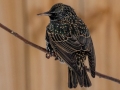European Starling - Yard Birds, Clarksville, Montgomery County, February 18, 2021