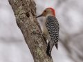 Red-bellied Woodpecker - Dunbar Cave SP, Montgomery County, February 24, 2021