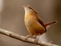 Carolina Wren - Dunbar Cave SP, Montgomery County, February 24, 2021