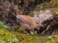 Winter Wren - Dunbar Cave SP, Montgomery County, February 24, 2021