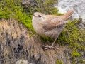 Winter Wren - Dunbar Cave SP, Montgomery County, February 24, 2021