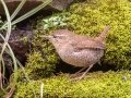 Winter Wren - Dunbar Cave SP, Montgomery County, February 24, 2021