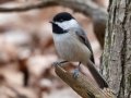 Carolina Chickadee - Dunbar Cave SP, Montgomery County, February 24, 2021