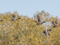 Mallards -Tennessee NWR--Duck River Unit--Heron Island Roost Viewing Area, Humphreys County, Nov 8, 2021