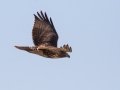 Red-tailed Hawk (abieticola) - Tennessee NWR - Duck River Unit - Pool 4, Humphreys County, Nov 8, 2021