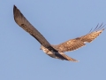 Red-tailed Hawk (abieticola) - Tennessee NWR - Duck River Unit - Pool 4, Humphreys County, Nov 8, 2021
