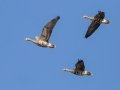 Greater White-fronted Geese -Tennessee NWR--Duck River Unit--Heron Island Roost Viewing Area, Humphreys County, Nov 8, 2021