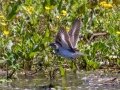 Spotted Sandpiper - Cross Creeks NWR - Pool 2 - ABC,  Stewart County, May 11, 2021