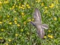 Spotted Sandpiper - Cross Creeks NWR - Pool 2 - ABC,  Stewart County, May 11, 2021