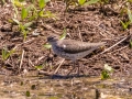 Spotted Sandpiper - Cross Creeks NWR - Pool 2 - ABC,  Stewart County, May 11, 2021