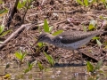 Spotted Sandpiper - Cross Creeks NWR - Pool 2 - ABC,  Stewart County, May 11, 2021