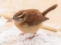 Carolina Wren - Yard Birds, Clarksville, Montgomery County, February 18, 2021
