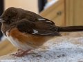 Eastern Towhee (female) - Yard Birds, Clarksville, Montgomery County, February 18, 2021