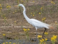 Great Egret in breeding plumage - Tennessee NWR - Duck River Unit - Pool 2, Clear Lake, Humphreys County, May 15, 2021
